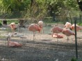 /album/zoo-plzen/zoo-duben-2009-109-jpg/